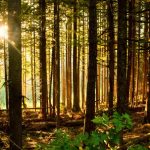 sacred grove