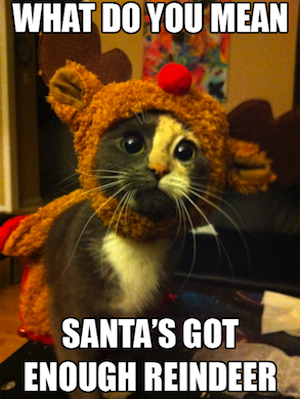 Kitten-dressed-up-as-a-reindeer-e1418832466969