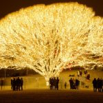 Draper City Tree of Life