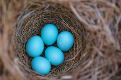 eggs in nest
